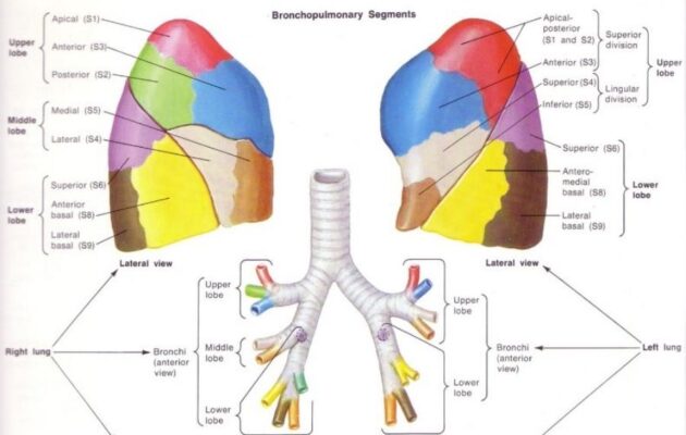 Iyengar Yoga: Lungs & breathing difficulties